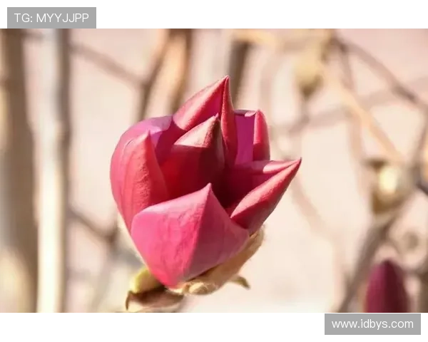 春兰依旧映鹏城归来故事几度夕阳红再续人间情怀的温暖岁月篇章中